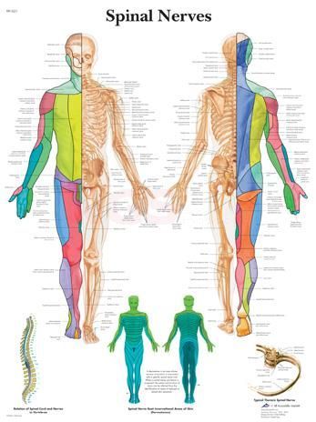 Anatomie poster Spinal Nerves - menselijk spinale zenuwstelsel