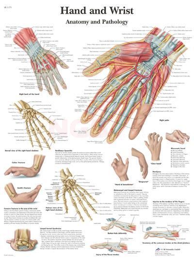 Anatomie poster Hand and Wrist - hand en pols