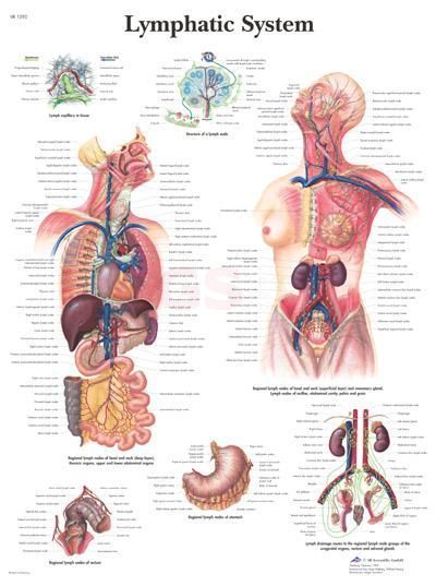 Poster Lymphatic System - lymfestelsel 50 cm x 67 cm